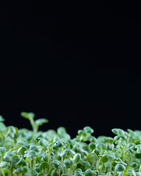 Close-up of broccoli microgreens against a black background