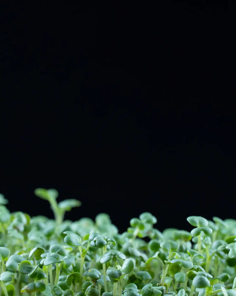 Close-up of broccoli microgreens against a black background