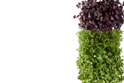 Decorative wall with fresh green and purple microgreens on a white background