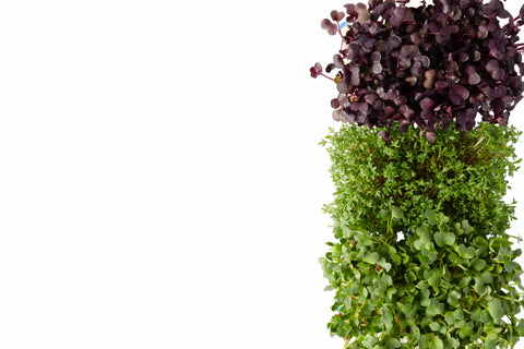 Decorative wall with fresh green and purple microgreens on a white background
