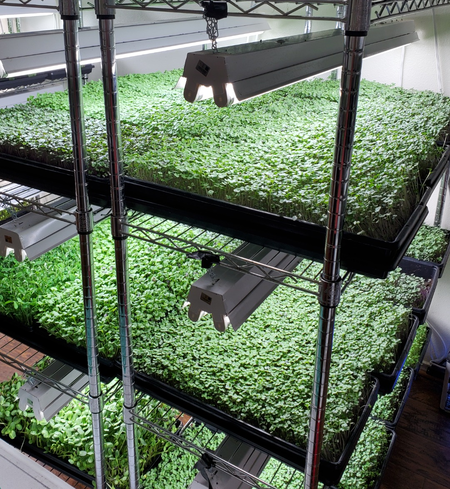 Farmer's Choice Fresh Subscription (Pick-up)