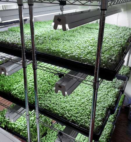 Farmer's Choice Fresh Subscription (Pick - up) - Eat Your Greens! Organic Farm