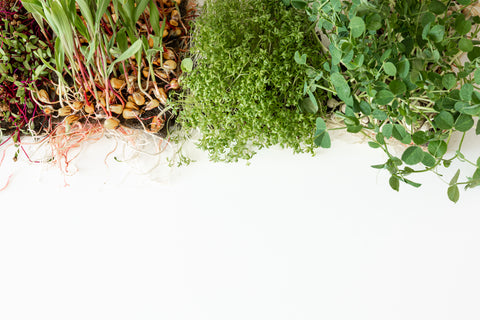Close-up of several varieties of fresh microgreens with a white background