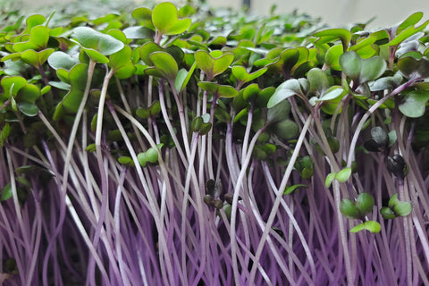 Close-up of red cabbage microgreens with green and purple leaves and purple stems