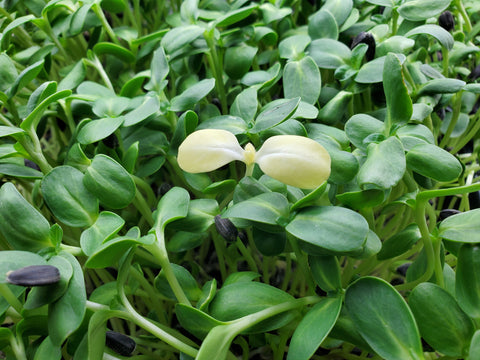 Close-up of sunflower shoots microgreens with one yellow shoot in middle of green shoots
