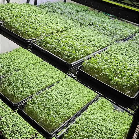 microgreens on racks at eat your greens organic farm in austin texas