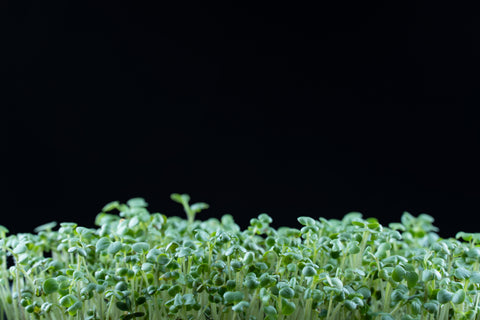 broccoli microgreens on black background