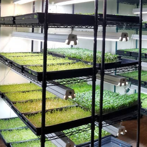 Farmer's Choice Fresh Subscription (Pick-up)