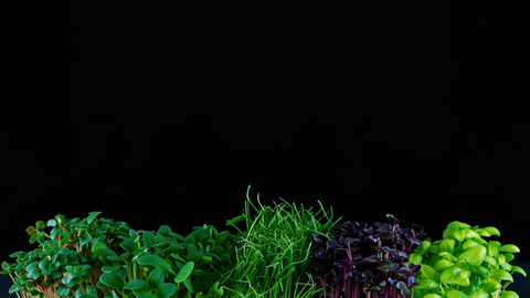 Assorted fresh microgreens on a black background
