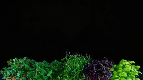 Assorted fresh microgreens on a black background