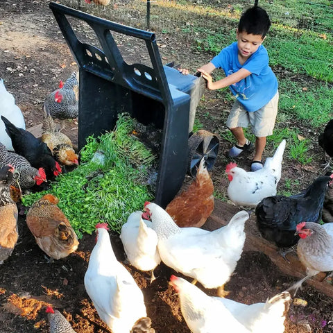 Child feeding chickens microgreens on Eat Your Greens Organic Farm in Austin Texas