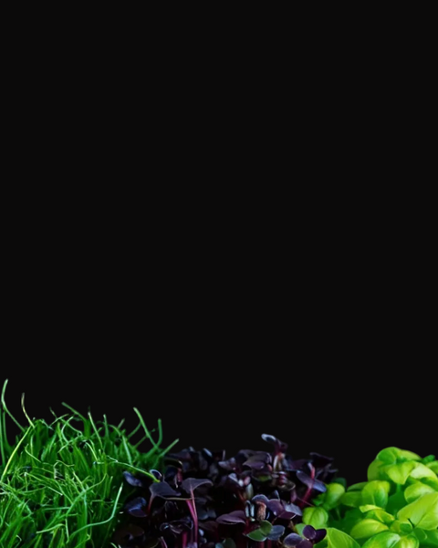 Assorted leafy greens including leeks purple radish and green radish on a black background