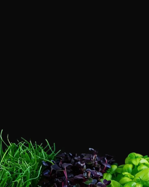 Assorted leafy greens including leeks purple radish and green radish on a black background